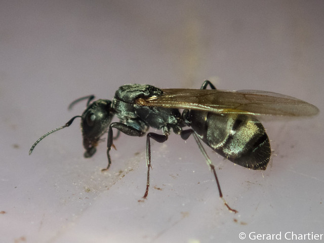 Camponotus sp. (Carpenter Ant)