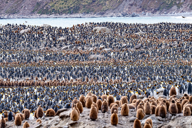 King Penguins on South Georgia, as far as the eye can see!