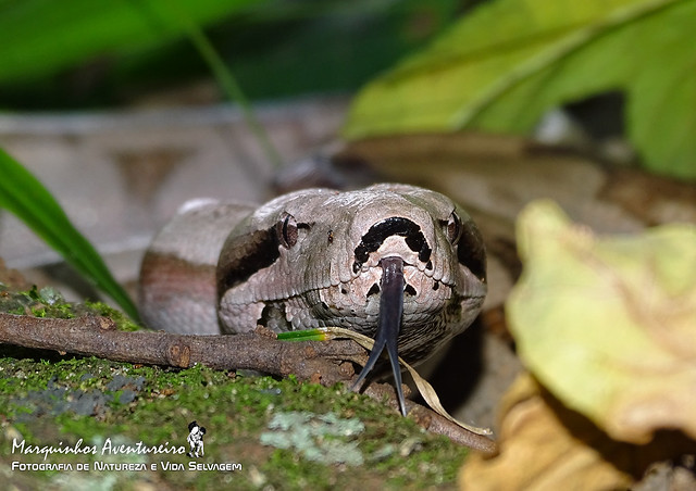 Cobra Jiboia - Boa constrictor