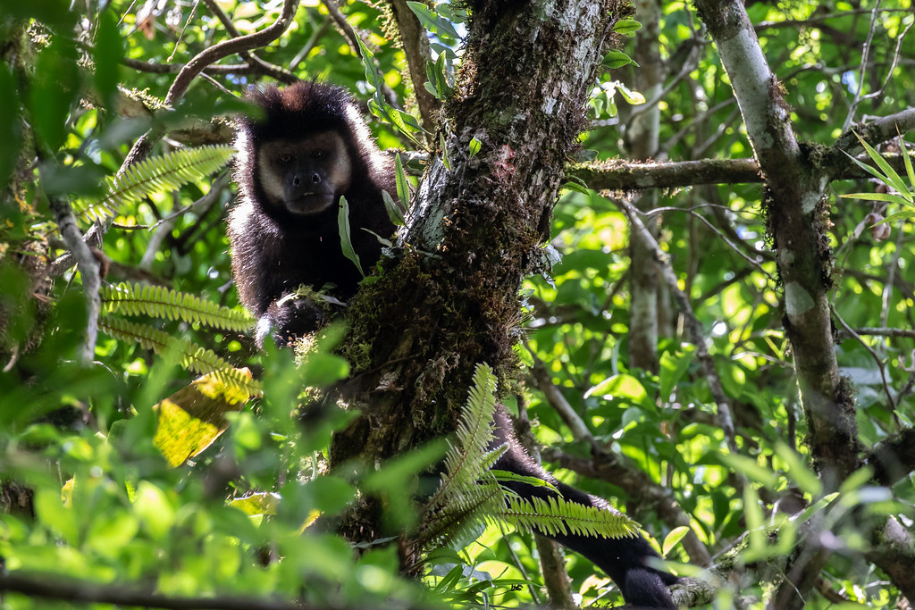 Black capuchin Monkeys (Cebus nigritus)