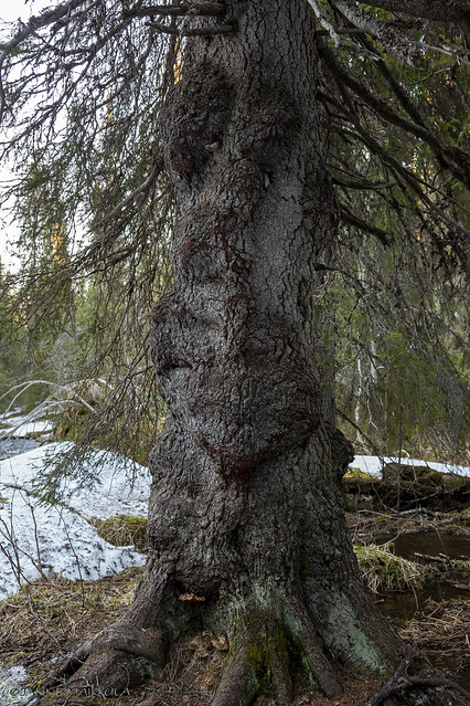 Metsän vanhin - The oldest in the forest
