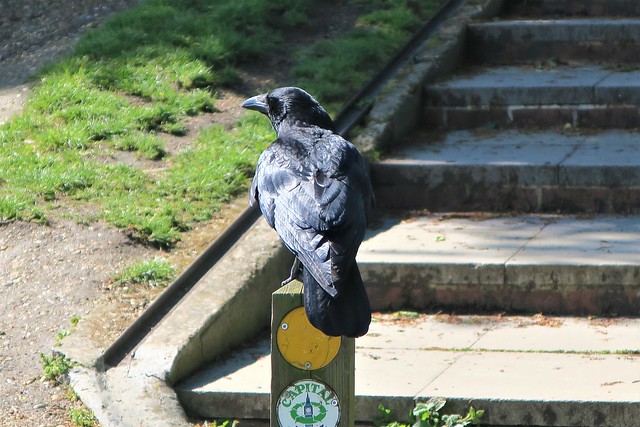 Raven, Springfield Park