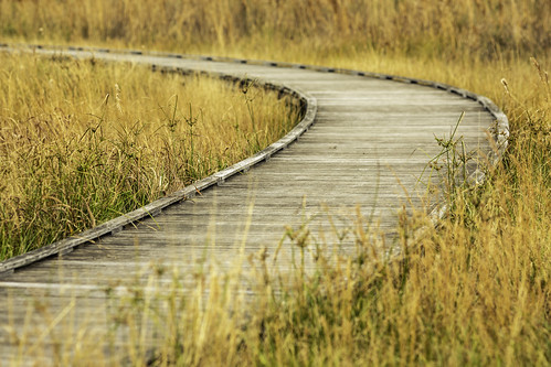 sheldonlakestatepark texas usa brown curve golden grass image landscape path photo photograph walkway yellow f45 mabrycampbell january 2019 january62019 20190106sheldonlakecampbellh6a0295 200mm ¹⁄₄₀₀sec iso100 ef200mmf28liiusm