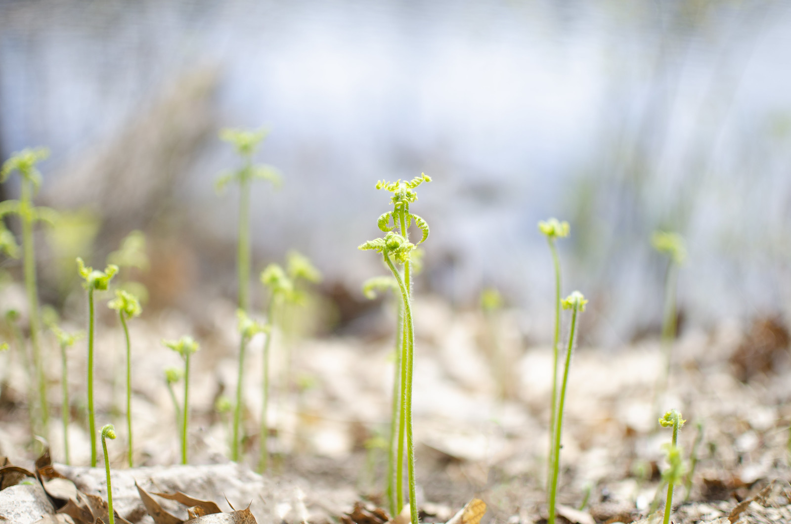 in the woods - ephemeral 1