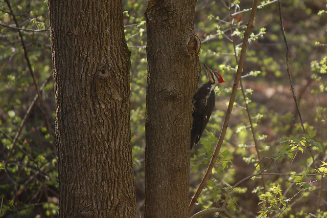 May 3, 2020: Pileated Woodpecker