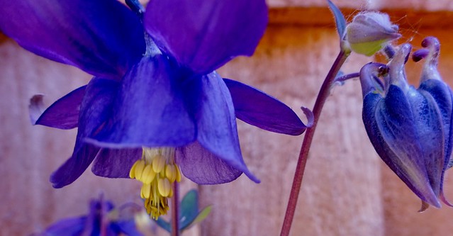 Flower and Fence