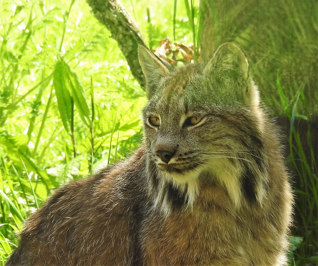 Canadian Lynx - Lynx Canadensis