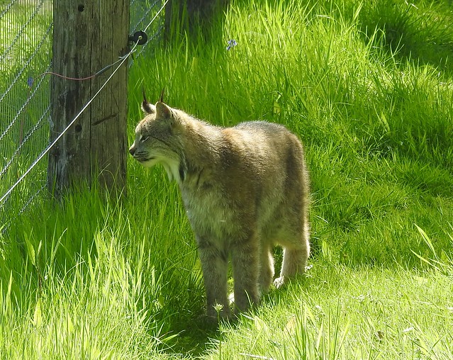 Canadian Lynx - Northumberland Zoo