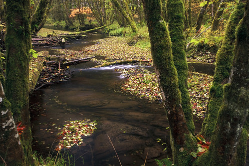 ian sane images peaceonearthpartii creek fall autumn buxton oregon long exposure landscape photography wilderness highway26 sunsethighway leaves moss forest woods canon eos 5d mark ii camera ef1740mm ffl usm lens