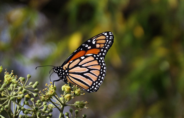 The Monarch Butterfly.
