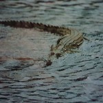 Crocodylus niloticus (Nile Crocodile)