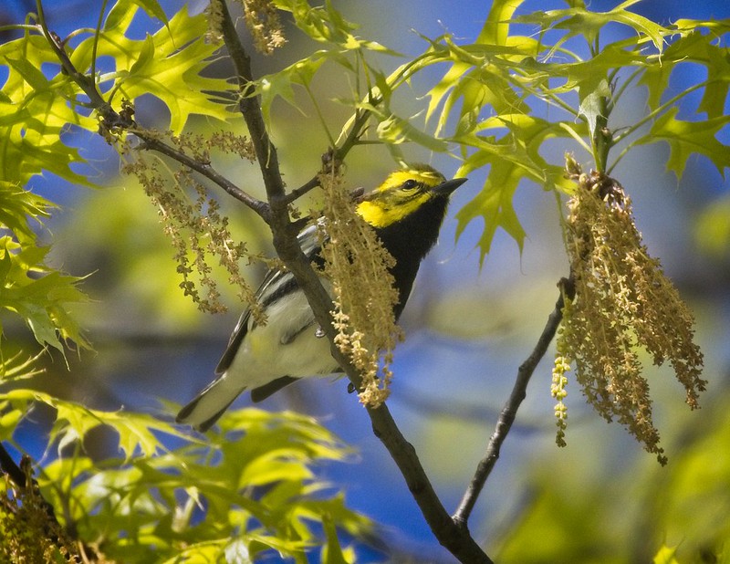 Black-throated green warbler