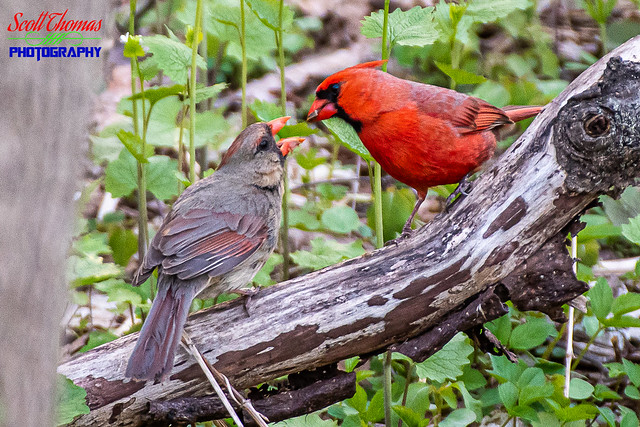 Pair of Cardinals
