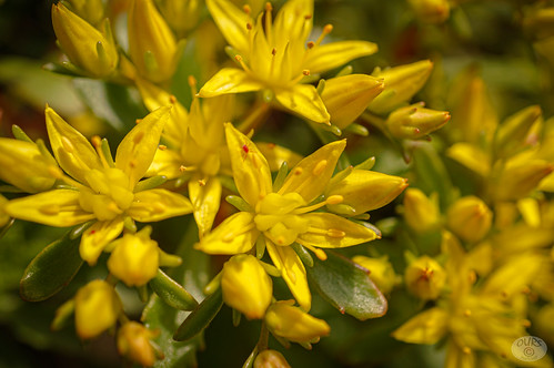 yellow stars with red visitor | by Dana 48