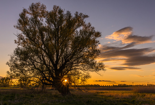 sunset by Marlis B, gutow polder sunset trees