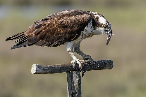Osprey | by Kevin E. Fox