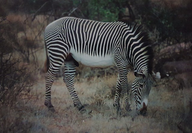 Equus grevyi (Grevy's Zebra)
