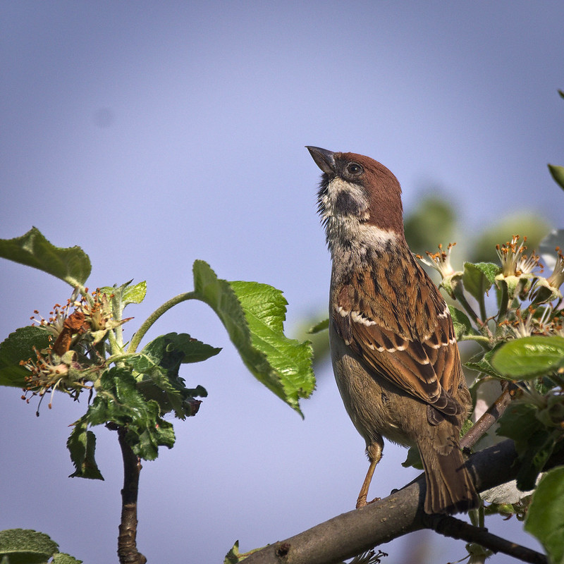 Eurasian Tree Sparrow flying
