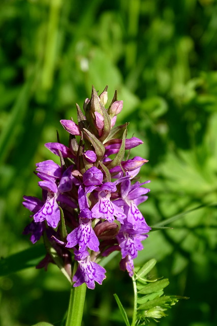 Wild orchid