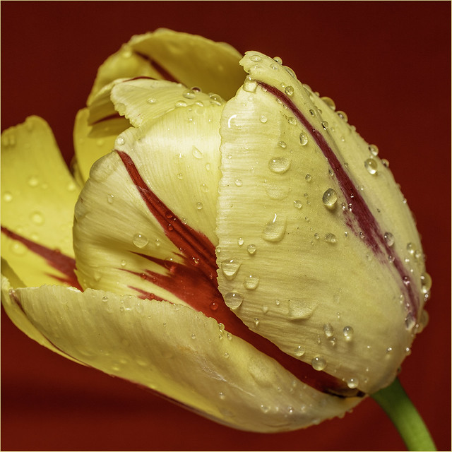Tulip and dew