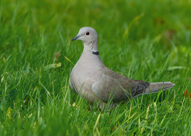 Collared Dove ( streptopelia decaocto ) - Oi this grass needs a cut !!