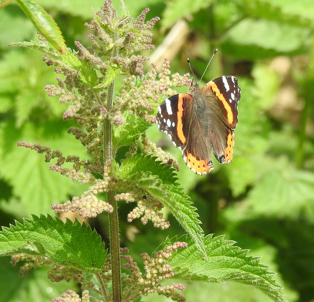 Red Admiral - Faded On Nettle Leaf