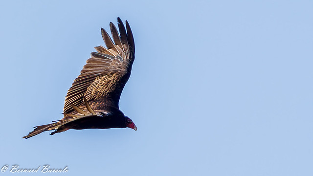 Urubu à tête rouge - Cathartes aura - Turkey Vulture