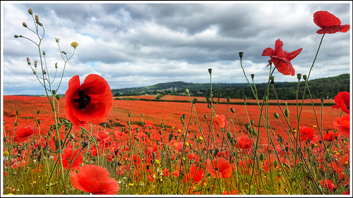wildlife outdoors scenery landscape nature remembering burlishtop flower red england poppyfields 75years veday