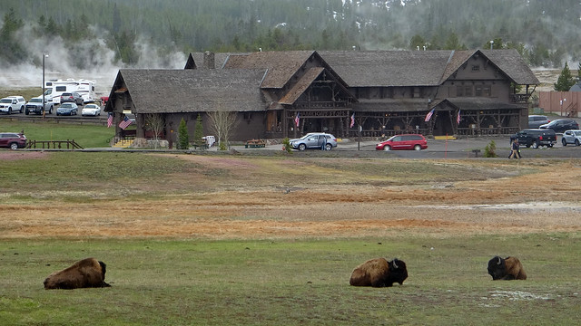 Bisons resting in front of Old Faithful Basin Store aka Hamilton's Store as seen from Upper Geyser Basin Trail in Yellowstone NP, WY