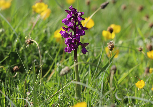 Salepgøgeurt (Green-winged Meadow Orchid / Anacamptis morio)