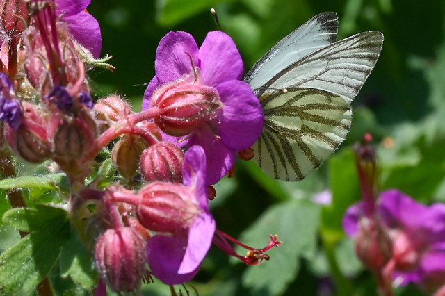 Butterfly Aporia crataegi « Papillon Le Gazé » on a   Geranium macrorrhizum