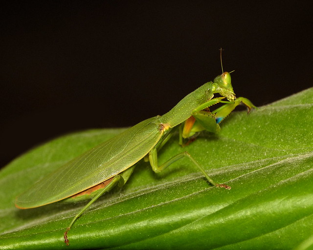 Praying Mantis (Orthodera novaezealandiae)