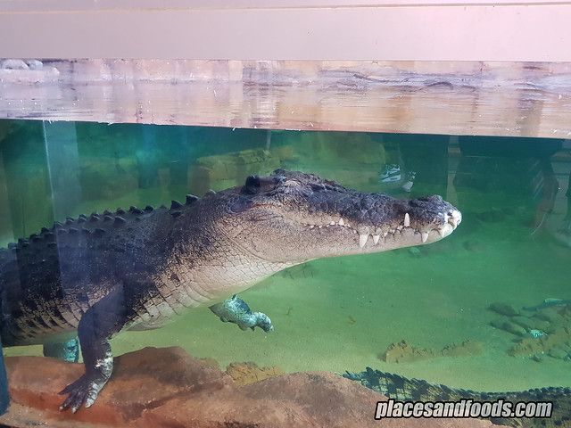 ballarat wildlife park croc