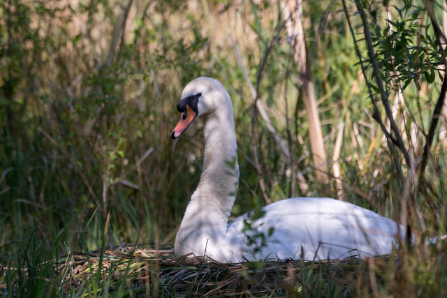Nesting Swan