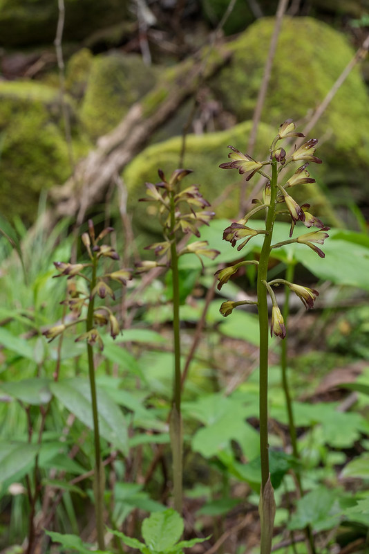 Puttyroot orchid group, f/20