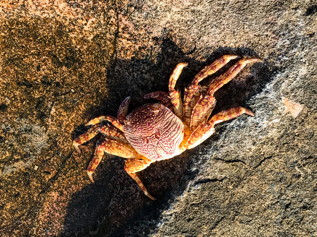 Crabs on the rocks