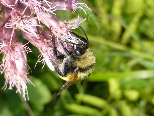 bumblebee insect