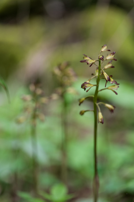 Puttyroot orchid group, f/3.5