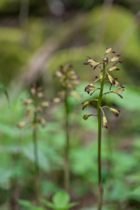 Puttyroot orchid group, f/5.0