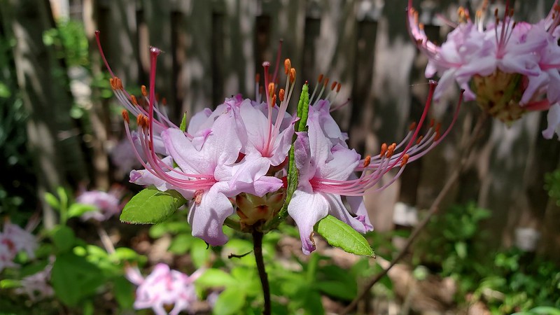 NYC-native Rhododendron periclymenoides blooming in my backyard