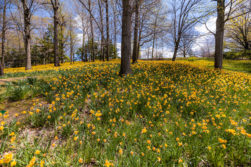 Daffodil Hill at Lakeview Cemetery | Erik Drost | Flickr