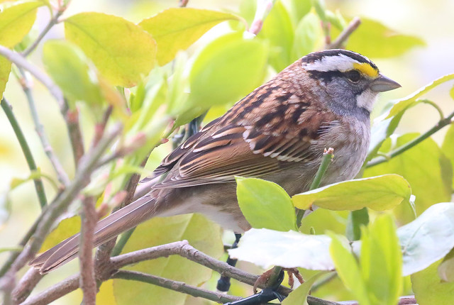 White-throated Sparrow In The Bush