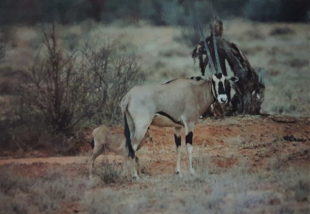 Oryx gazella beisa (Beisa Oryx)