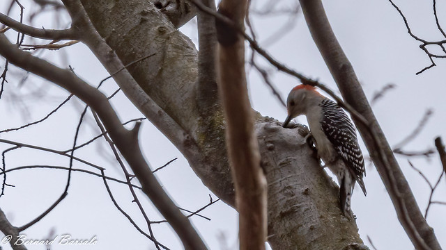 Pic à ventre roux - Melanerpes carolinus - Red-bellied Woodpecker