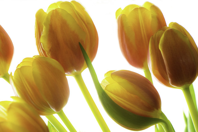 tulip study