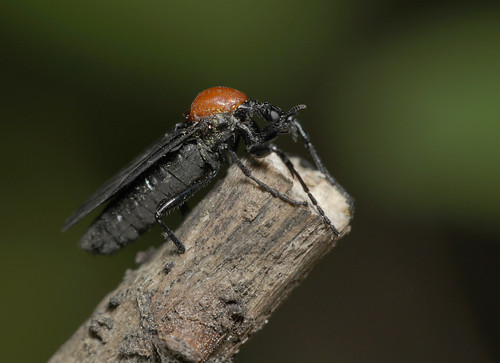 insect diptera fly bibionidae bibiosuperfluus marchfly northcarolina piedmont yatesmill canonef100mmf28macrousm fridayflyday inaturalist