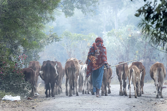 Shepheard with cows - Maikal Hills - Chhattisgarh - India