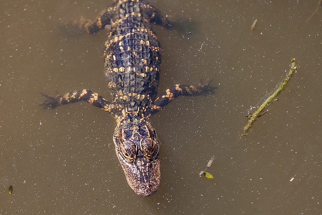 Aligator, Everglades National Park, Florida, USA