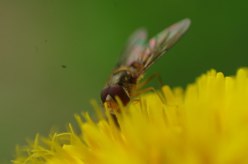 bee abeille tantely macro macrodreams