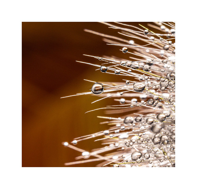 Water droplets on a cactus thorns